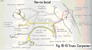 Nervio facial